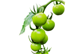 Green Cherry Tomato