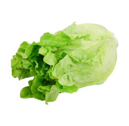 Green Ve Cabbage